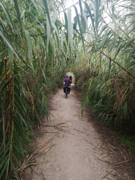 Fietspad door rietveld in natuurgebied