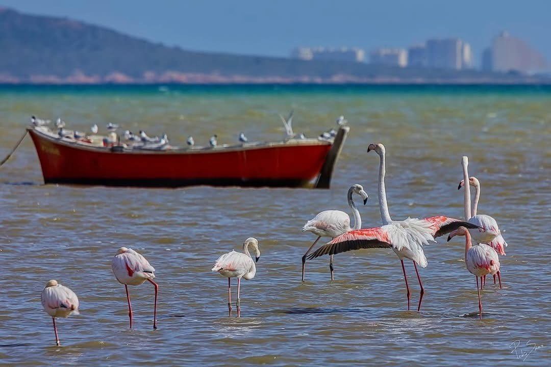 Flamencos rosas en las aguas poco profundas del Mar Menor cerca de Lo Pag&aacute;n, con una barca roja y La Manga al fondo