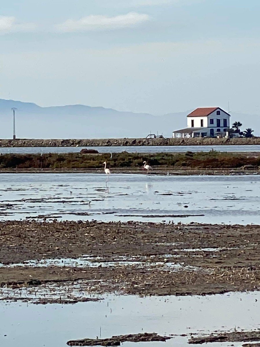 Flamencos rosas en las balsas poco profundas de San Pedro del Pinatar con una casa blanca de tejado rojo al fondo